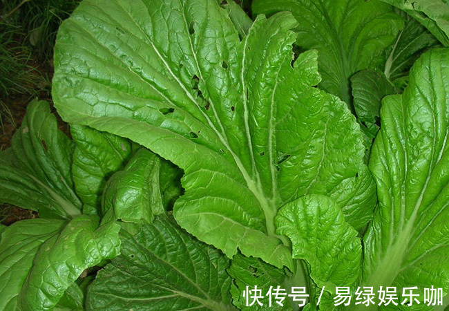 危害|有虫眼的蔬菜才安全?警惕虫眼菜三大危害,别去了医院还蒙在鼓里