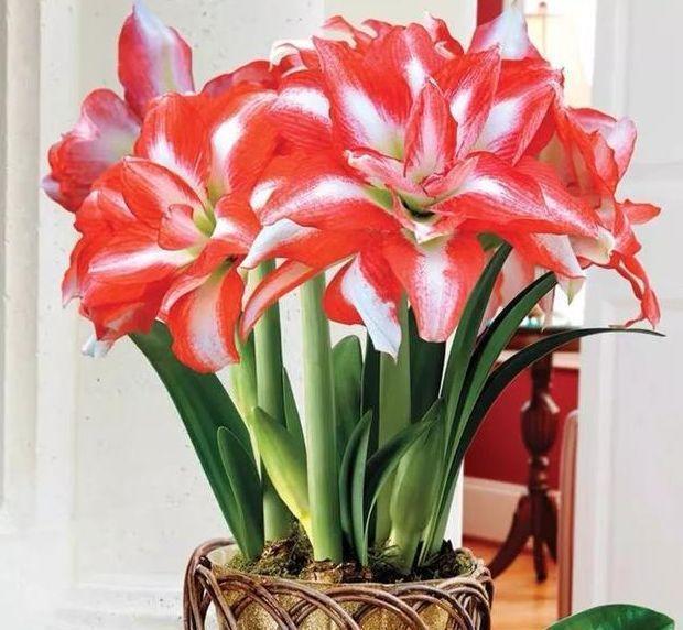 几款花卉,花艳易爆盆,家里充满色彩感,阳台变成小花园