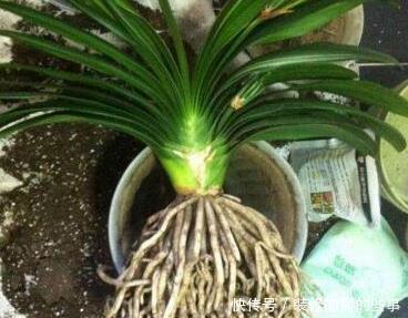 天凉后|天凉后,君子兰浇上养根水,长出格格叶,一窜3箭花,超好用