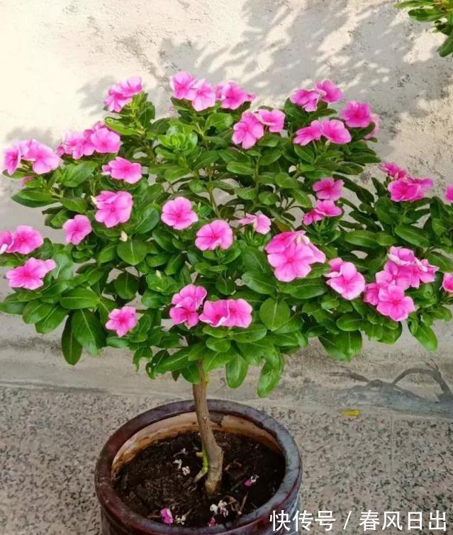 4种“省心花”，漂亮又好养，一年养一盆，四季都开花