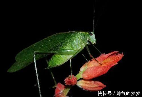 《诗经》该怎么读那些看似啰嗦的重章叠唱,很可能是这样来的