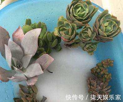 网购|网购多肉,记住“3大步”,增加安全系数,做合格“肉奴”