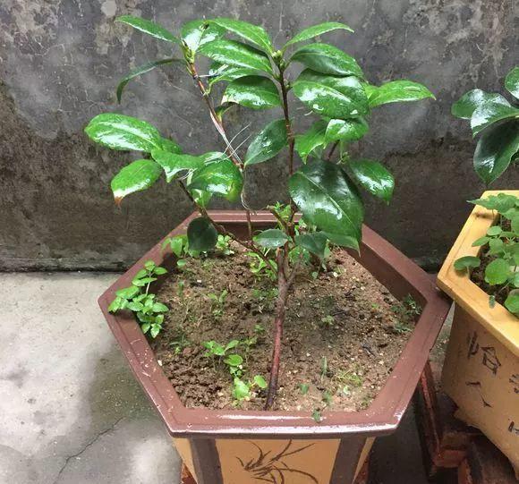 茶花|夏天养茶花,3件“要紧事”,花芽才接着长,憋出“一树”花骨朵