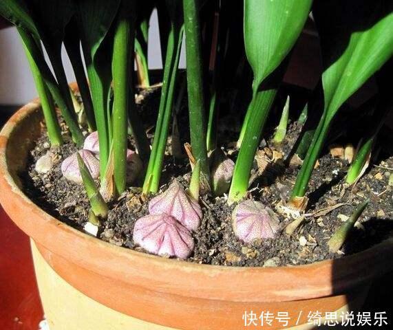 养花换盆换一盆死一棵教你一招,换盆依然长势旺盛猛开花!