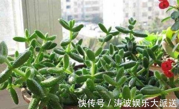 液体|栀子花、茉莉花、都爱喝“1种液体”，用后叶子绿、开花旺