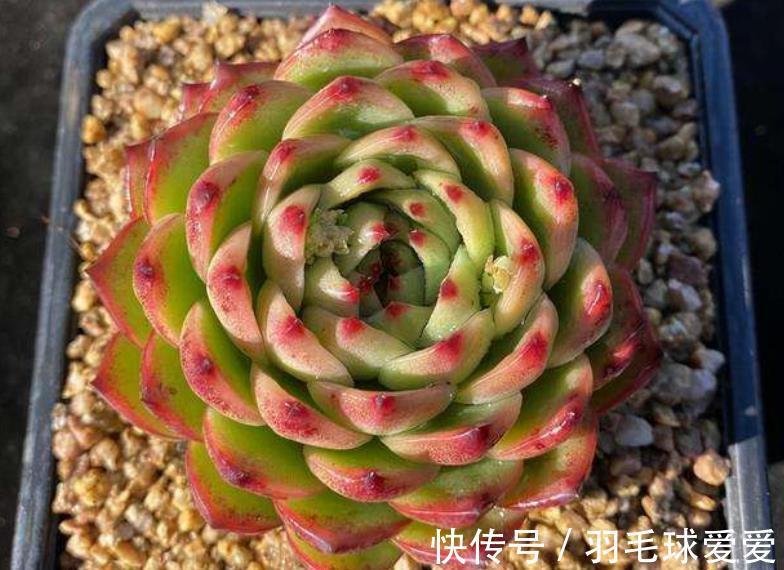 4种经典的莲座状多肉,名字好听颜值迷人,一次养20盆都不嫌多