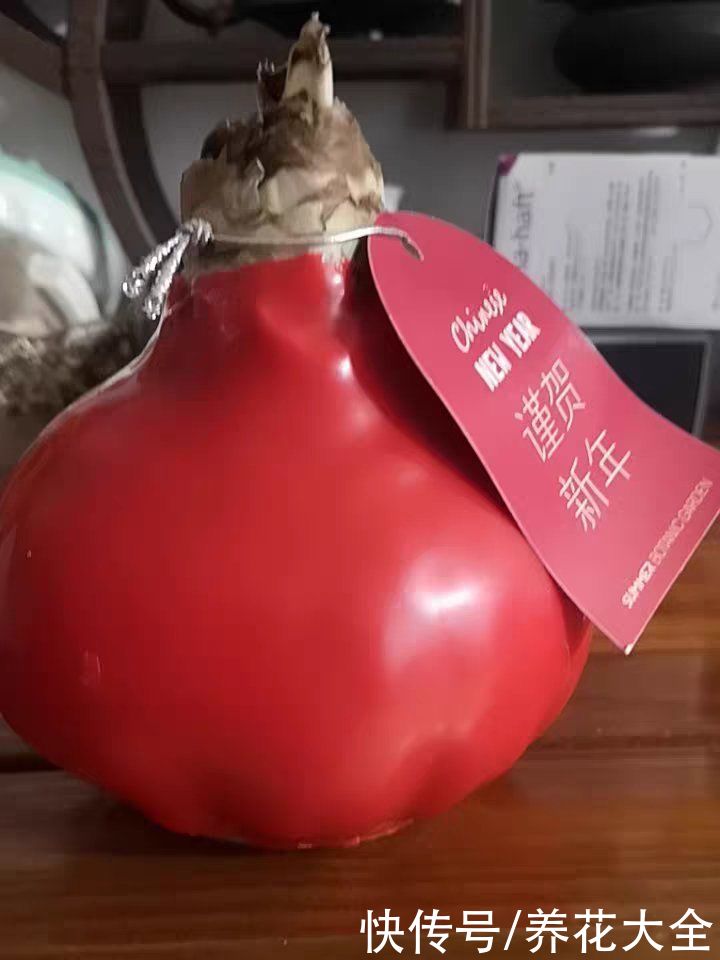 花市看见干枝杜鹃,为了良心,千万别买