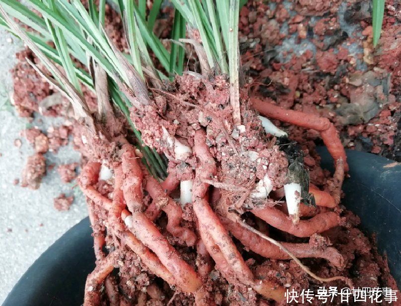 病虫害|6种情况,要给兰花翻盆,第1是“例行体检”,后2种建议忍耐一下