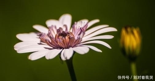 花开富贵|出生在农历这些吉日的朋友，含着金汤匙出生，享福到老，富贵长存