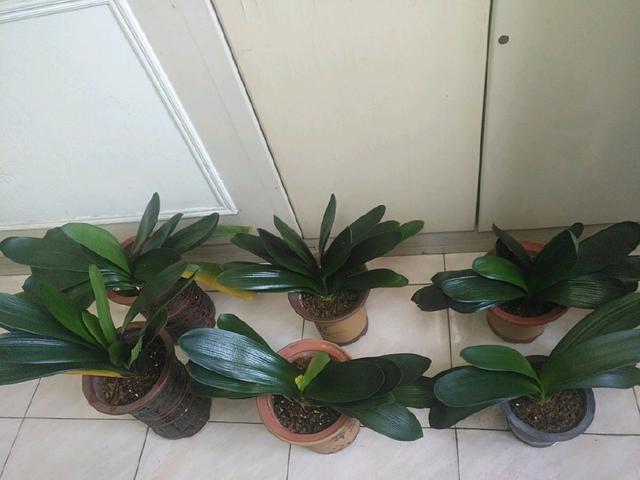 君子兰浇水4要点，掌握君子兰四季浇水技巧，开花爆盆不难