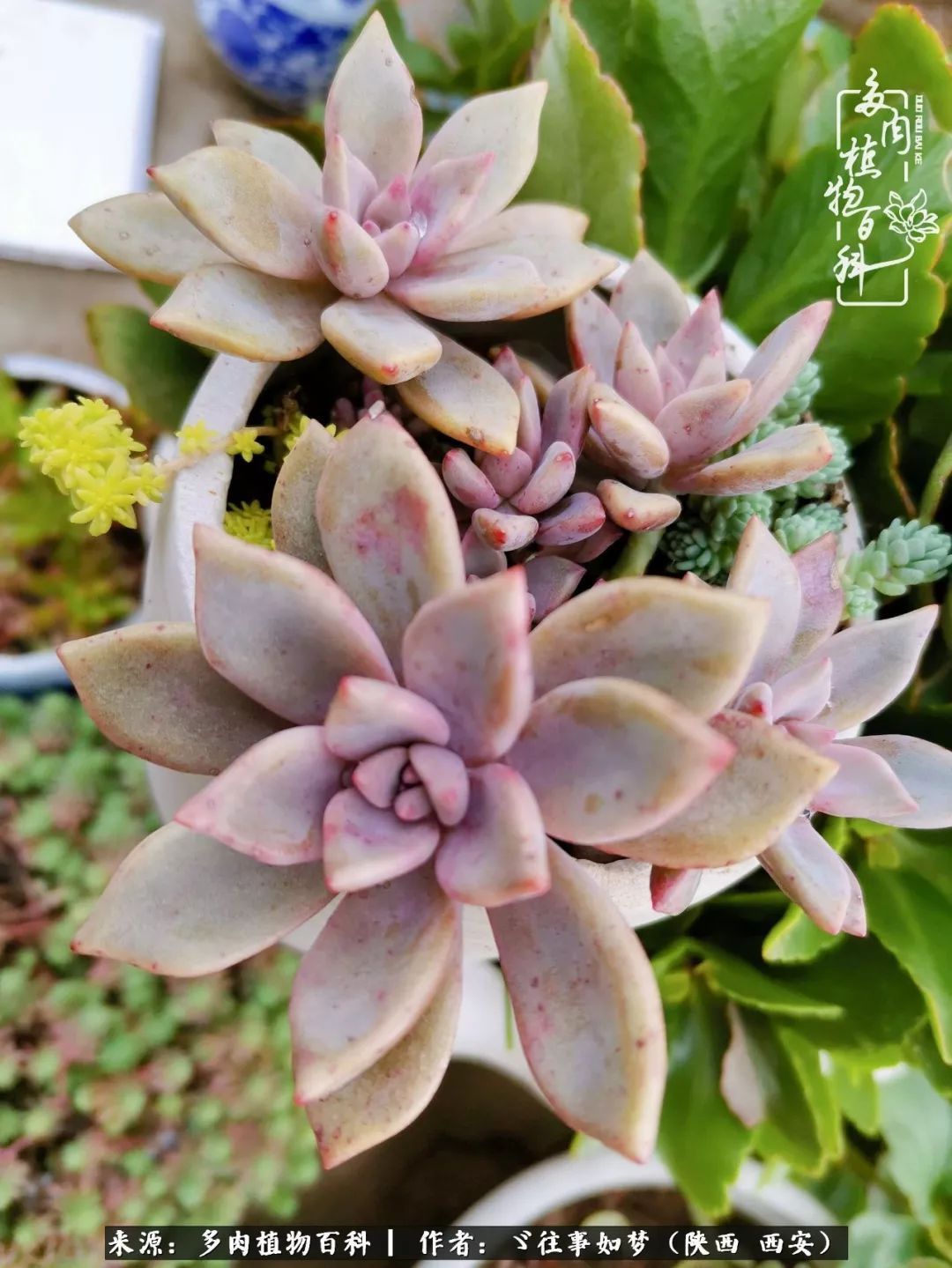 愿你付出甘之如饴，愿你所得归于欢喜！