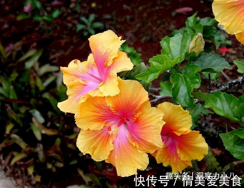 分化|被名字耽误的“三种花”,名字虽土颜值高,关键是高温夏季也勤花