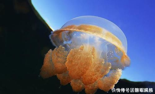 知识|10条好玩的冷知识，母绵羊没有犄角，那美羊羊是怎么回事