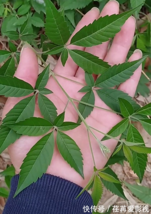 野草|人称“五指风”,一种农村常见野草,摘些来晒干,你认识它吗?