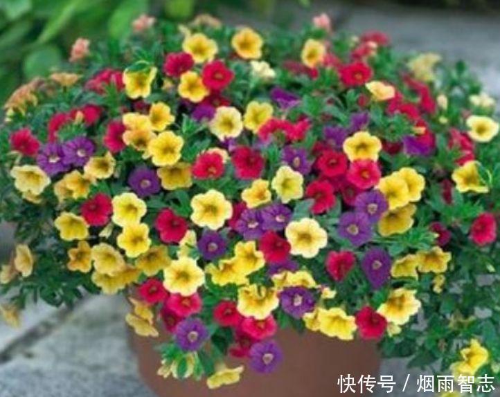 4种花入手不后悔,开花一串串,家里变成小花园