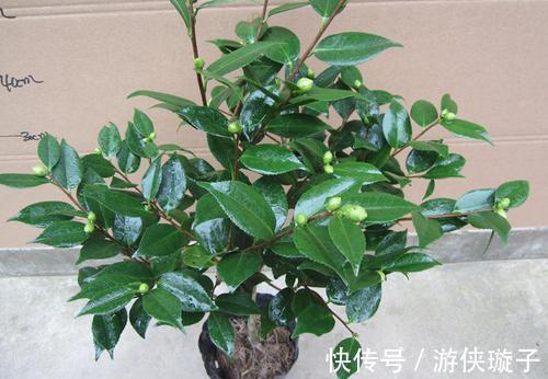 养护管理|茶花养护管理,这三点要做好,才能花大色艳