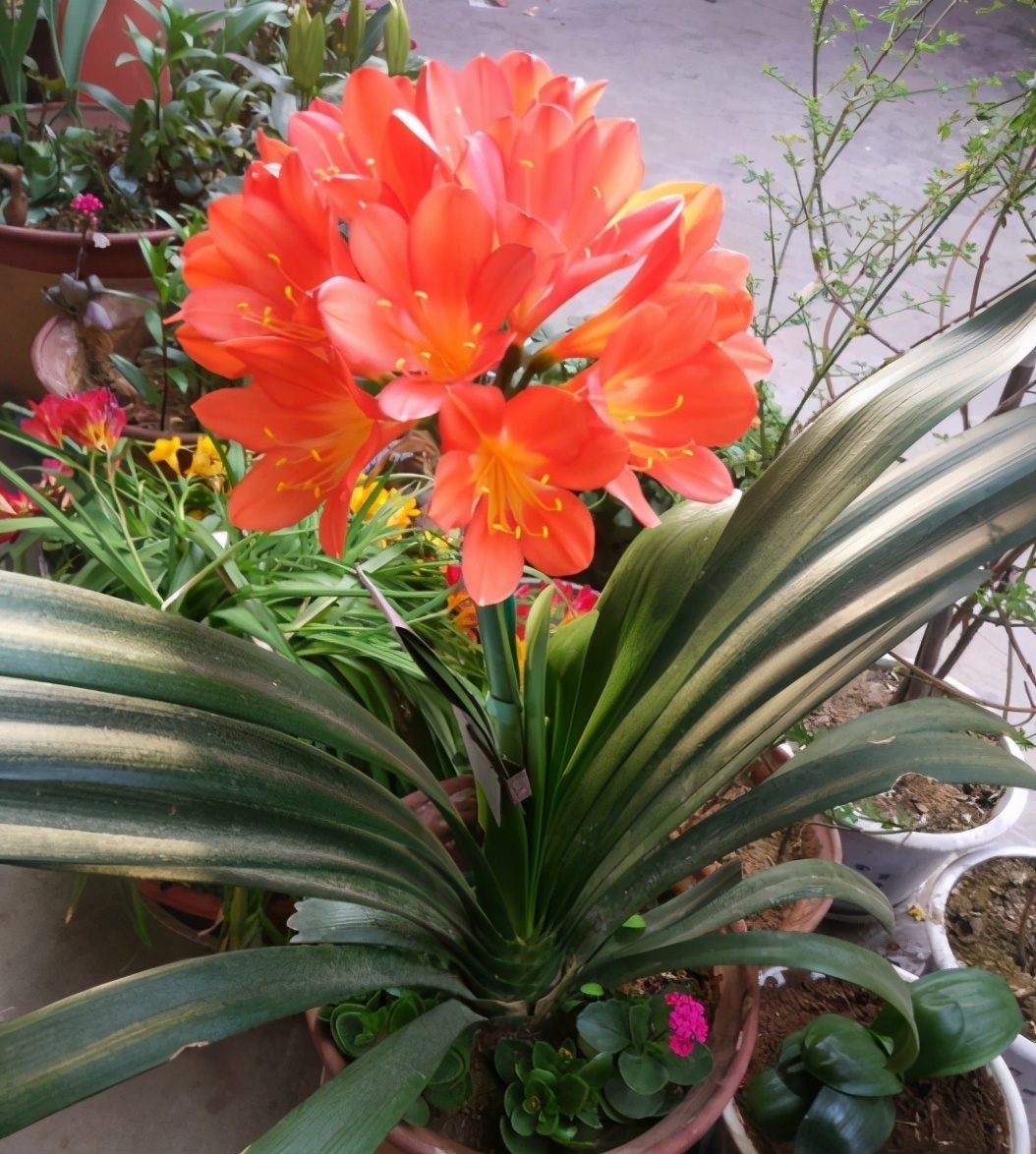 土壤|养不好君子兰有“5不”,新手照做任意一条,都会导致出问题