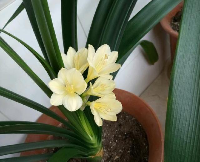 君子兰浇水4要点，掌握君子兰四季浇水技巧，开花爆盆不难