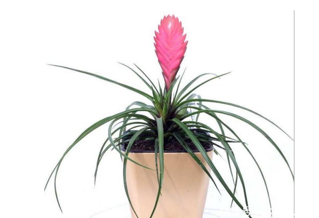 习性|养花请别再相信几天浇一次水，正确的浇水方法全在这！