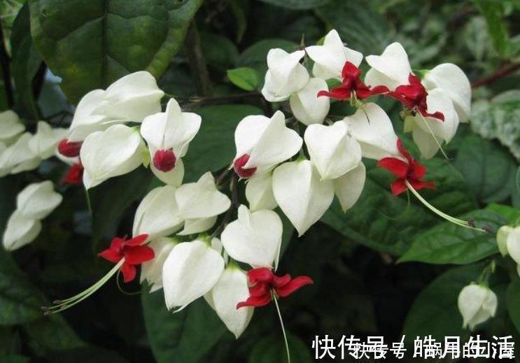 龙吐珠龙吐珠|阳台养这几朵花，花开不断，一盆千百朵，枝头花苞满