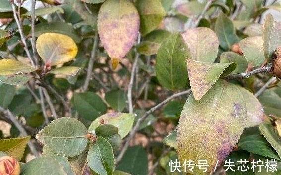 茶花怎样养才能一年比一年开花多,正确疏蕾和追肥必不可少