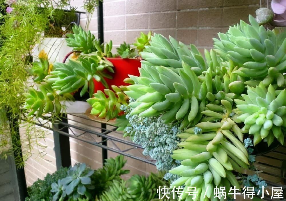 植株|多肉千佛手，号称“绿巨人”，一片叶子长一盆，养成群生肉墩子