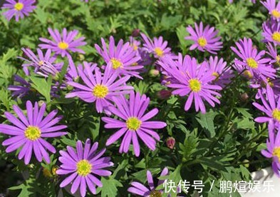 这些菊花是天然的香水,开花后比香水还香,耐寒耐旱易成活