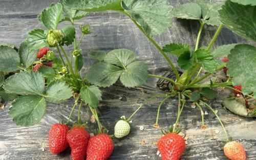 洋莓|孕妇可以吃草莓吗？吃草莓的好处要知道，并非补铁补血那么简单