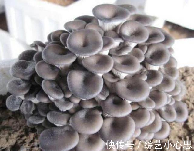 10种“阳台菜”，不分季节有空就能种，周期短长得快，家人都能吃