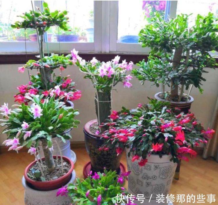 4种花好养又漂亮，花美色艳，花儿轻松开爆盆，对待新手很友好