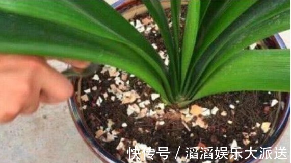 叶肥厚|养长寿花，3个月喂点“它”，叶肥厚花多，1年开花好几茬！