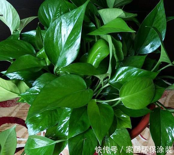 捡3种料垫盆底，土壤疏松透气、不板结，花卉越长越有劲