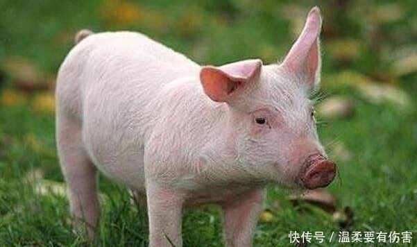 生肖猪:2月要遇到2大贵人,能帮你渡过难关,