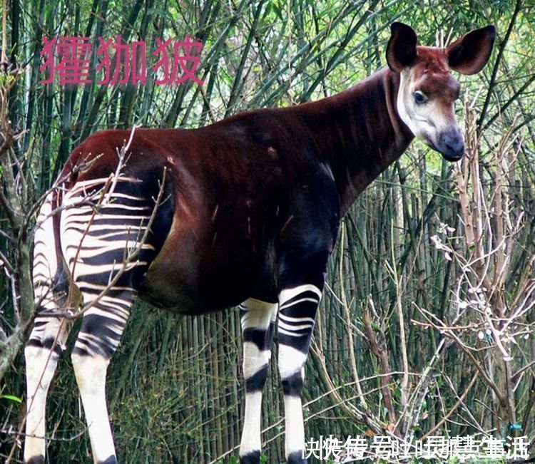 马视|鹿蜀这样的祥瑞之兽到底是什么?怎么会消失了呢?