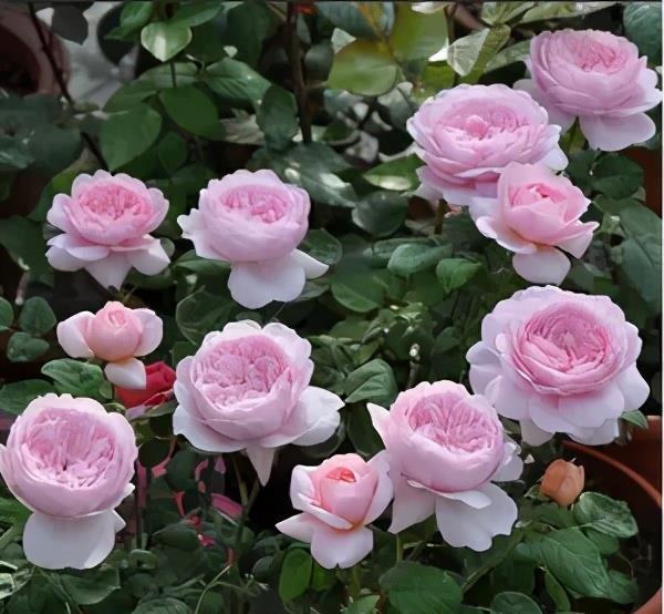 月季花|养了十年月季,总结出6个经典月季,盆栽地栽都好养,花朵满枝头