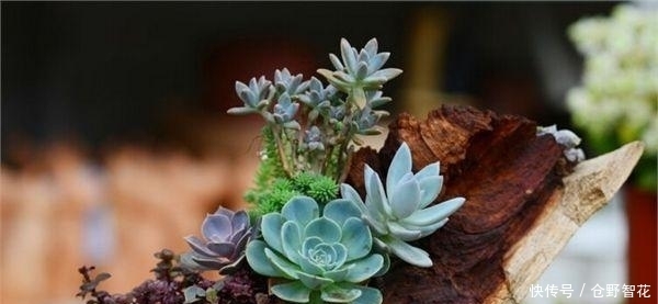 夏天养多肉,一定不要做这几件事,否者躲不过“夏必死”