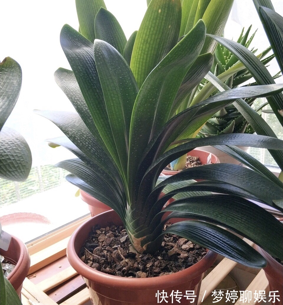 植株|养君子兰,了解4个“原则”,新叶整齐、翠绿,入冬长出花箭