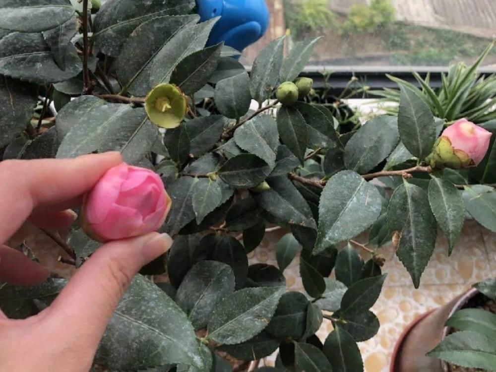 休眠|9种花,必须低温春化,冻满1个月以上才行!