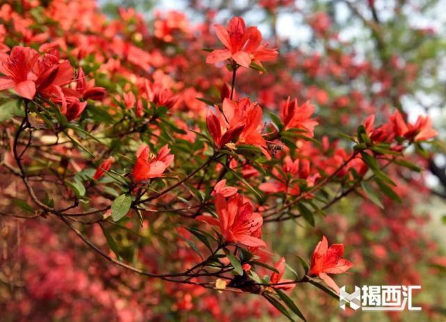 龙山杜鹃怒放，赏花正当时，点缀揭西的绿水青山