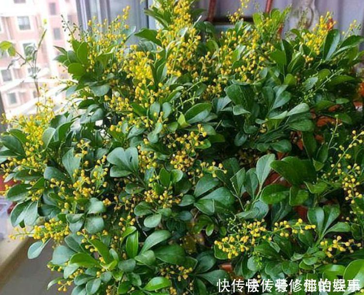 吸甲醛|4种花吸甲醛很厉害,养上几盆,室内甲醛没了,生活更舒适!