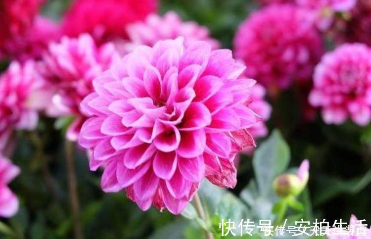 4种漂亮花，好打理易爆盆，一年四季开花不停，阳台变成百花园！