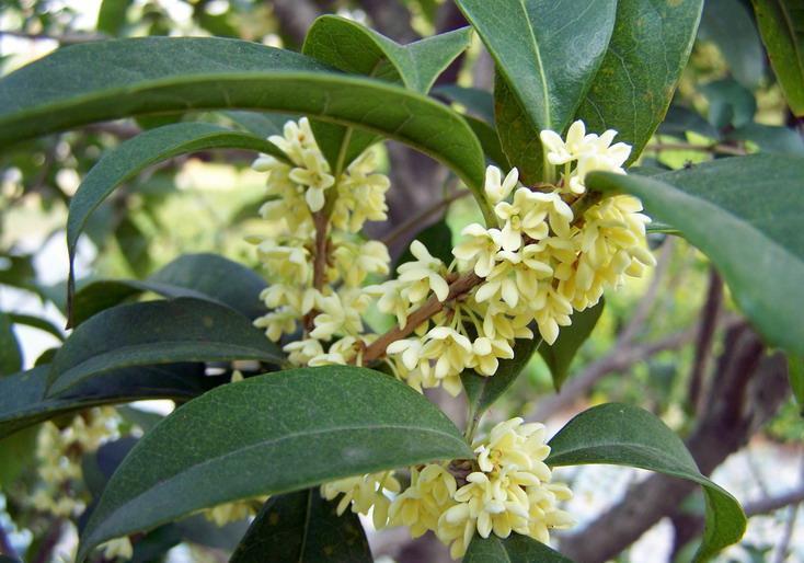 养花试试这几款,因有着漂亮的糖果花色而得名,点缀效果很好