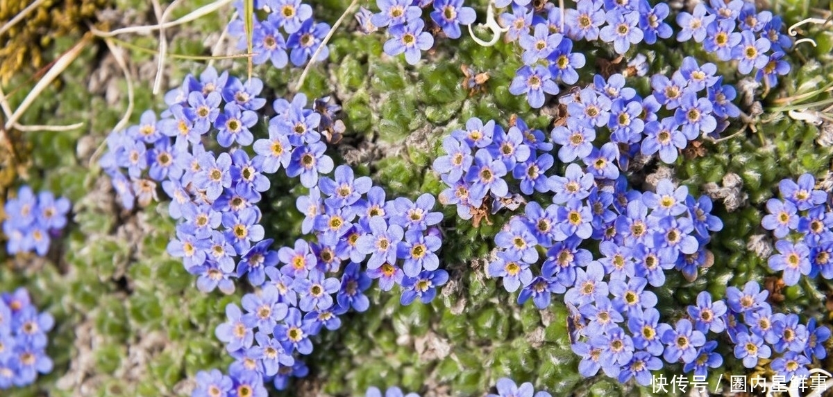 花草|5种花草栽进院子里，帮你打造出四季有花赏，时时有花香的小花园