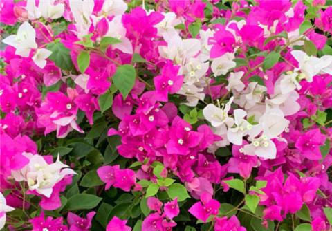 三角梅不开花,夏天“虐一虐”,花芽直冒,盆盆开满花