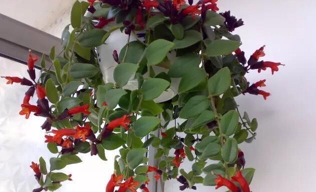 家中“光照不足”,就养5种花,一盆比一盆茂盛漂亮,花美叶也美