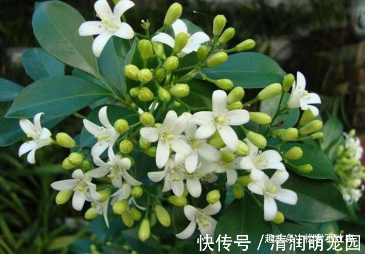 开花最香的几种花,家里养一盆,365天开花不断,家里天天有花赏