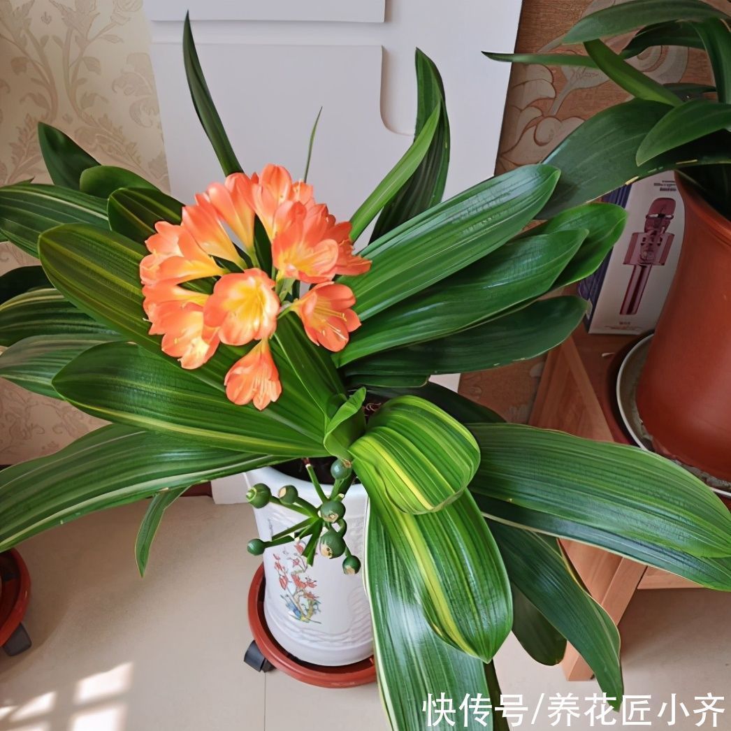 叶片|一年之计在于春,养君子兰做好5个关键,才能让它多长叶