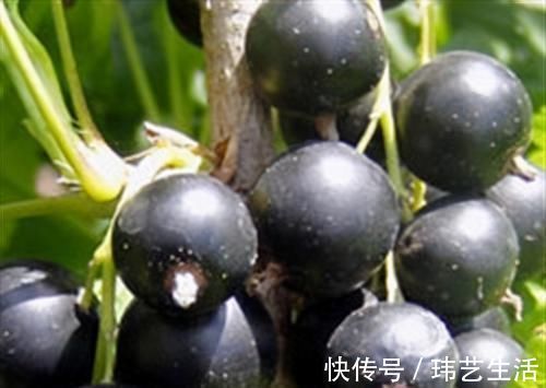 黑醋栗|人到中年要会吃,3种食物离不开,排毒养颜,延缓衰老,改善便秘