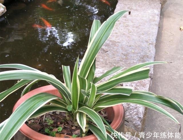 养吊兰,有3个“误区”别触碰,否则根系不保、黄叶来袭,莫忽视!