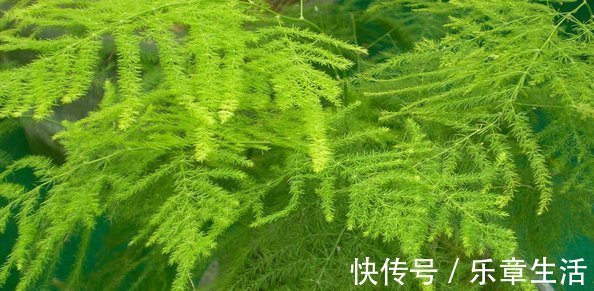 铁海棠|喜欢养花，就养这4种花，漂亮好养花期长，用来净化空气最适合